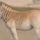 Quagmire politics: did they revive an extinct animal or did they breed a zebra with fewer stripes?